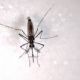 Processo evolutivo do mosquito da dengue  rpido, constata estudo