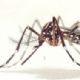 Nova evidncia pode influenciar escolha de vacina contra a dengue