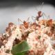 Estudo desvenda mecanismo evolutivo que pode levar ao controle de formigas