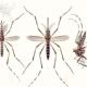 Estudo indica que Zika vrus est cada vez mais eficiente para infectar humanos