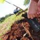 Sabesp comemora Dia da rvore com plantio de 100 mudas em Botucatu, neste domingo (20)