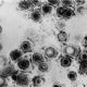 Estudo mostra como vrus do herpes escapa no ncleo celular