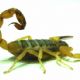 Anti-inflamatrio pode evitar a morte de vtimas do escorpio amarelo, sugere estudo
