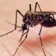 Sade cria Sala de Situao de combate ao mosquito Aedes aegypti