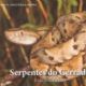 Guia ilustrado apresenta todas as serpentes identificadas no Cerrado brasileiro