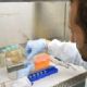 Teste criado na USP permite identificar anticorpos contra o vrus Zika
