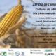 FCA promove 23 Dia de Campo da Cultura do Milho