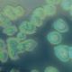 Estudo elucida mecanismo que torna as bactrias mais resistentes a antibiticos