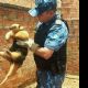 Guarda Civil resgata tamandu mirim e rato do banhado