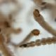 Grupo da UNESP de Botucatu identifica bactrias capazes de matar larvas do Aedes