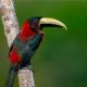 Avistar Brasil: Butantan tem maior evento de observao de aves da Amrica Latina