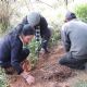 Escola Verde promove o plantio de rvores frutferas e ervas aromticas nas escolas