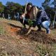 Secretaria do Verde realiza plantio de rvores no Distrito Industrial III
