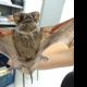 Vigilncia orienta populao sobre cuidados com morcegos