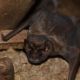 Vigilncia Ambiental orienta sobre morcegos