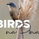Exposio de fotografias de aves de Botucatu estreia no prximo dia 26
