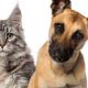 Botucatu disponibiliza agendamento online para vacinao de ces e gatos contra a raiva