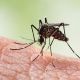 Dengue: ndice de infestao do mosquito Aedes aegypti mantm Botucatu em alerta
 