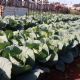 Hortas comunitrias de Botucatu produzem verduras e legumes a preos acessveis